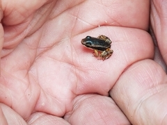 Silverstoneia flotator