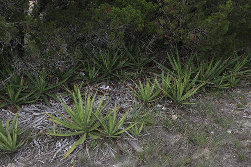 Image of Thorn-Crested Agave (Agave lophantha) by (c) Reid Hardin, some rights reserved (CC BY)