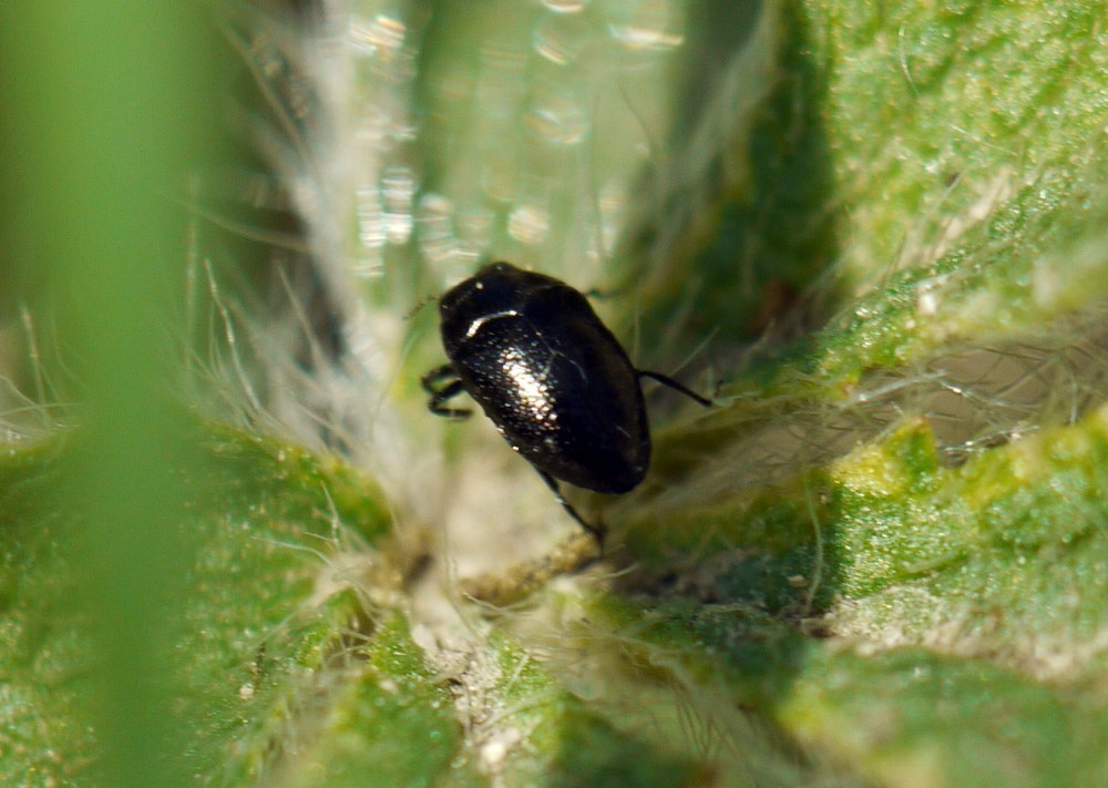 Trachys fragariae