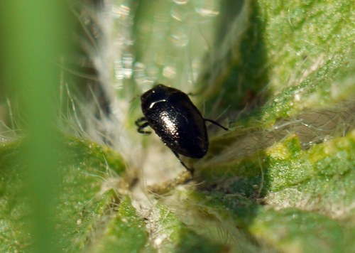 Trachys fragariae
