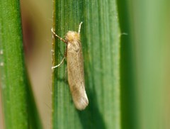 Lepidoptera