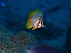 Chelmon marginalis