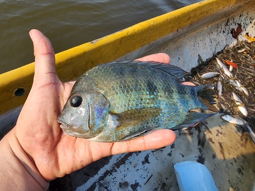 Blackthroat cichlid (Astatheros macracanthus) — Cichlidae — 2