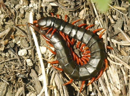 Mediterranean Banded Centipede
