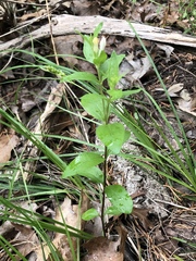 Spigelia
