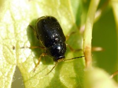 Cryptocephalus bameuli