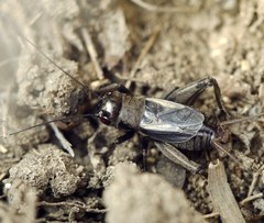 Melanogryllus desertus