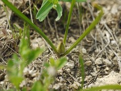 Colchicum bulbocodium