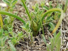 Colchicum bulbocodium
