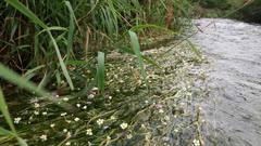 Ranunculus pseudofluitans