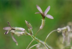 Hesperis tristis