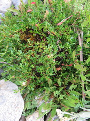 Muehlenbeckia volcanica
