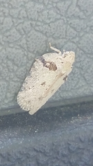 Flatoidinus punctatus