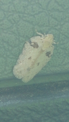 Flatoidinus punctatus