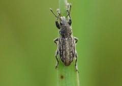 Tanymecus dilaticollis