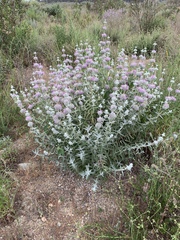 Salvia leucophylla