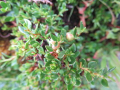 Muehlenbeckia volcanica