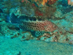 Epinephelus bilobatus