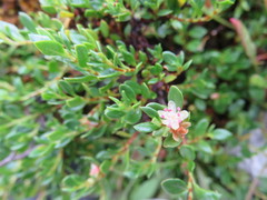 Muehlenbeckia volcanica