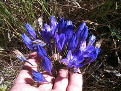 Triteleia laxa