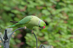 Rose-Ringed Parakeet photo 2