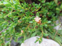 Muehlenbeckia volcanica
