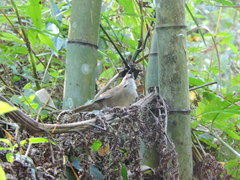 Locustella alishanensis