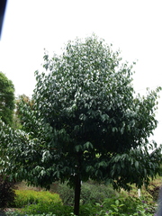 Garcinia madruno