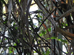 Locustella alishanensis