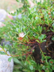 Muehlenbeckia volcanica