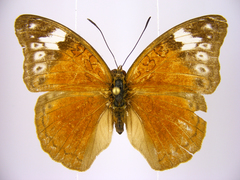Bebearia brunhilda iturina