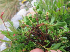 Muehlenbeckia volcanica
