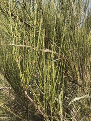 Ephedra americana
