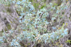 Berberis trifoliolata