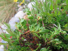 Muehlenbeckia volcanica