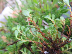 Muehlenbeckia volcanica
