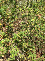 Ceanothus impressus nipomensis