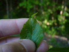 Celtis smallii