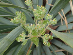 Mentzelia micrantha