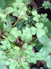 Oxalis