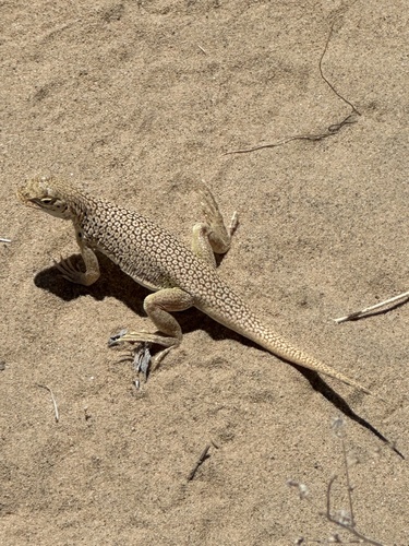 Mojave Fringe-toed Lizard
