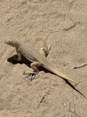 Mojave Fringe-Toed Lizard photo 3