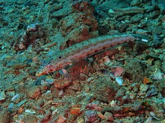 Parapercis clathrata