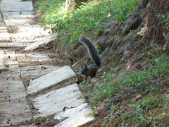 Sciurus aureogaster
