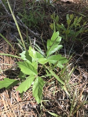 Toxicodendron pubescens