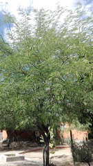 Prosopis