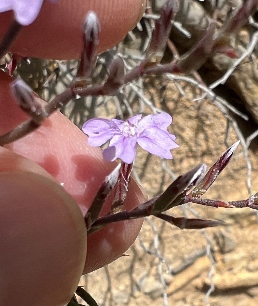 Limonium sulcitanum