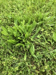 Plantago lanceolata