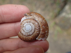 Glyptostoma gabrielense