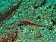 Parapercis clathrata